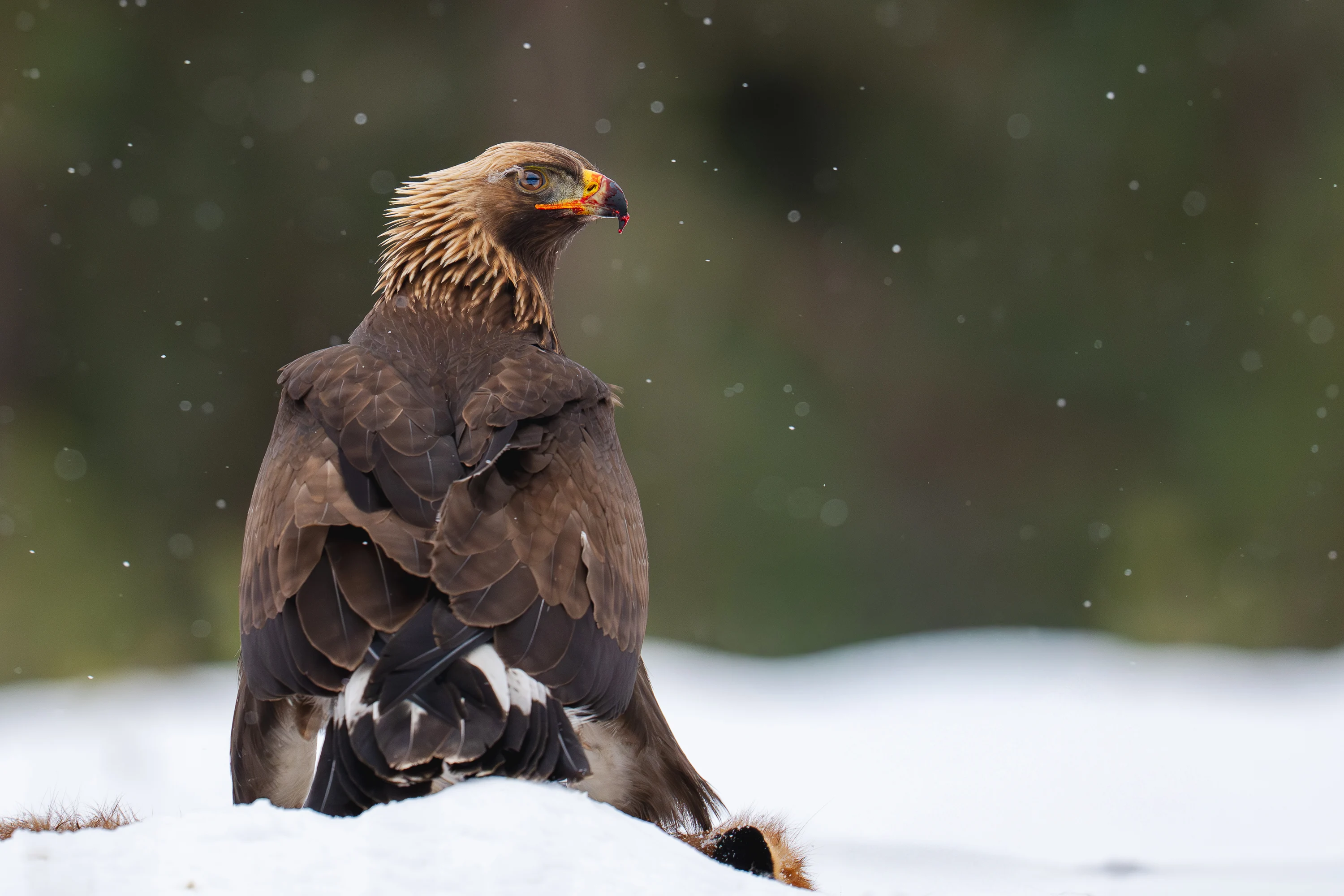 Wildlife Gallery gallery image 9